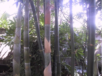 illustration of giant timber bamboo