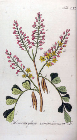 Logwood, the source of hematoxylin and hematein