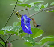 Butterfly Pea flower
