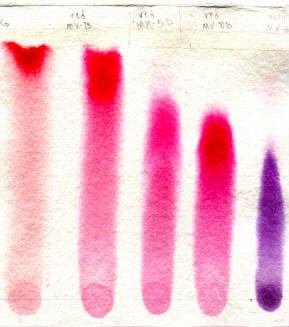 scanned paper chromatogram of red cold water dyes
