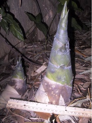 fat new bamboo shoots sprouting, with a ruler