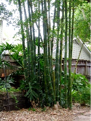 Fifty-foot tall bamboo