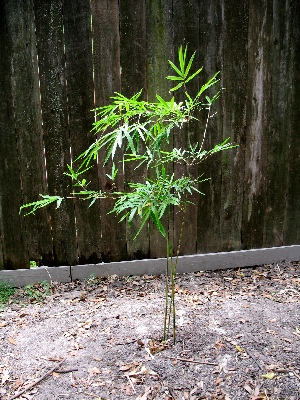 Graceful weaver's bamboo