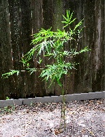 Graceful Weaver's bamboo (one year, just planted)
