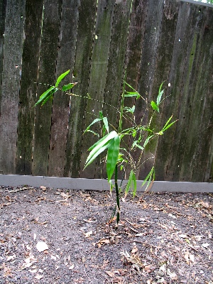 Timor black bamboo