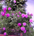 photo of antique rose bush covered with pink roses