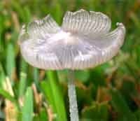 lovely mushroom thumbnail