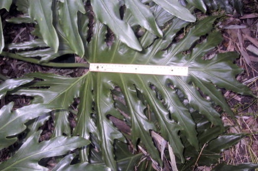 leaf of Philodendron selloum