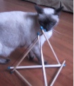 (picture of cat with tensegritoy tetrahedron)
